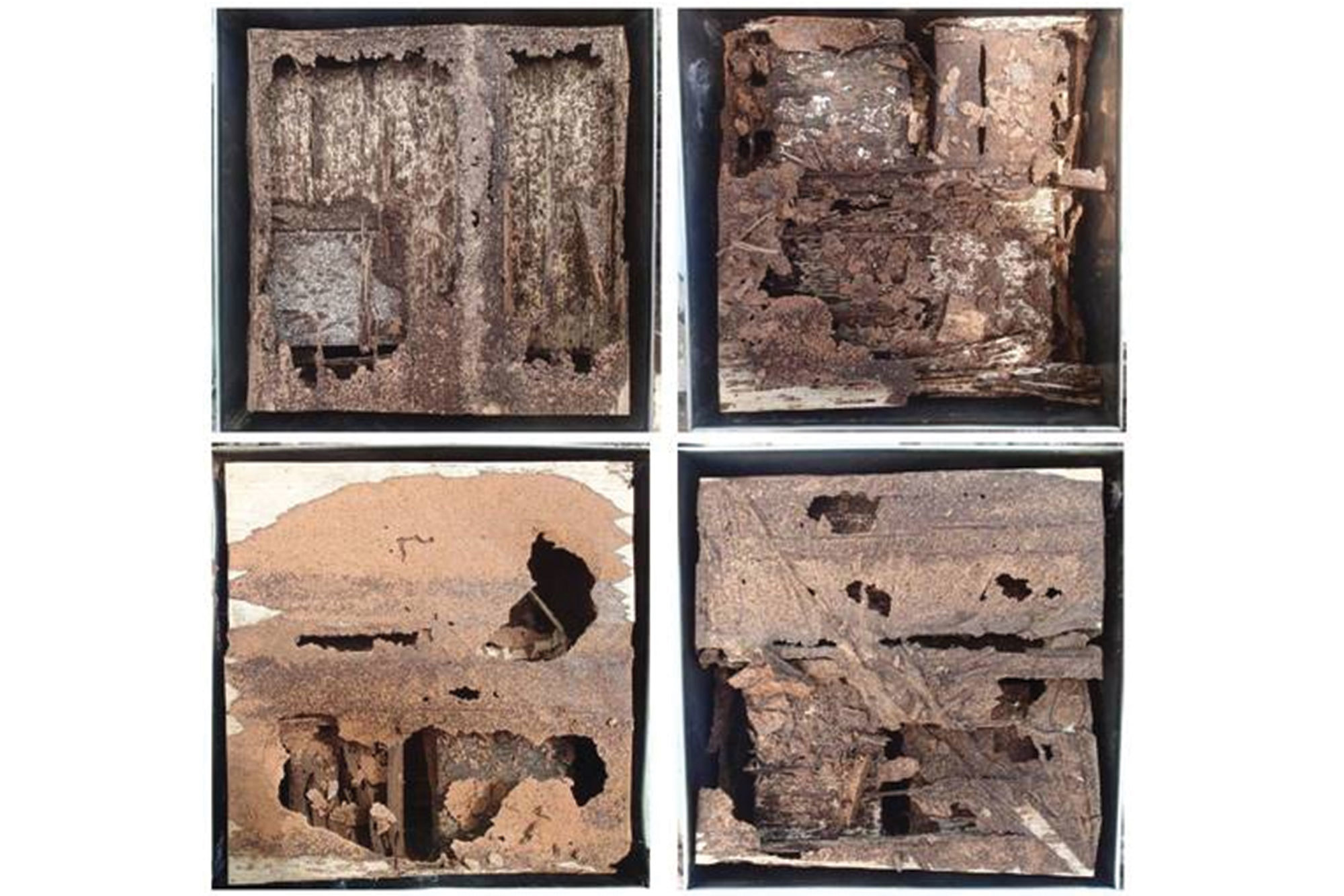 termite attack thermally modified raidata pine Termite attack on TM pine